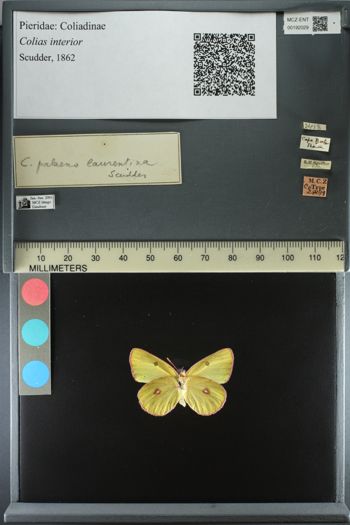 Media type: image;   Entomology 192029